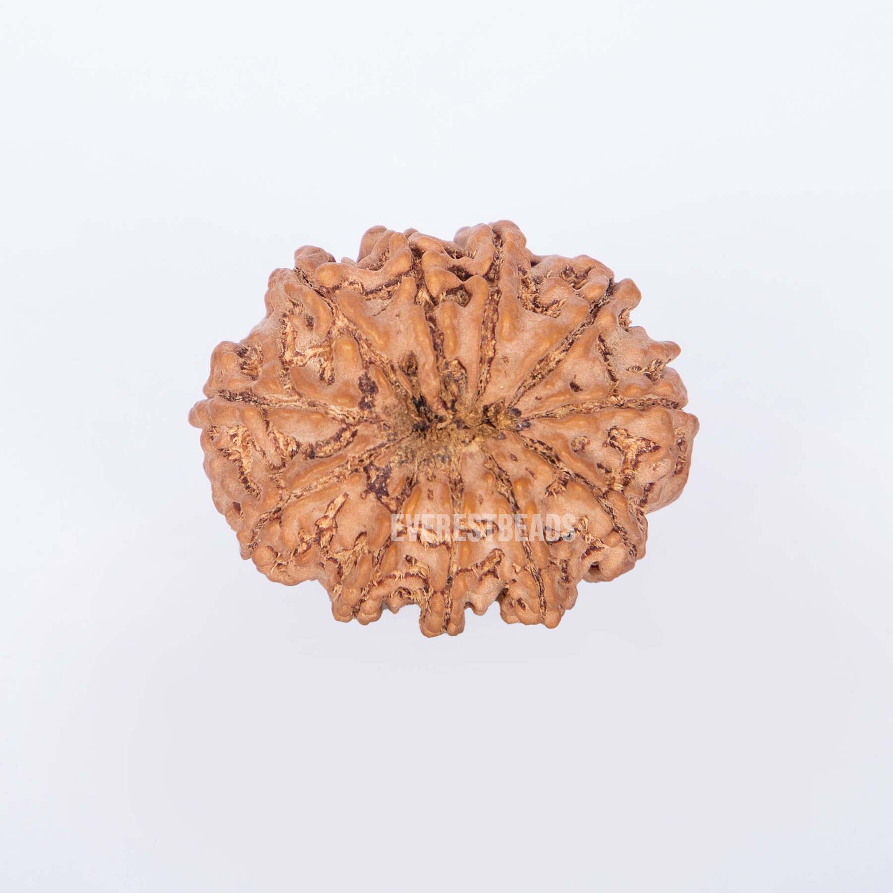 Eleven Mukhi Rudraksha