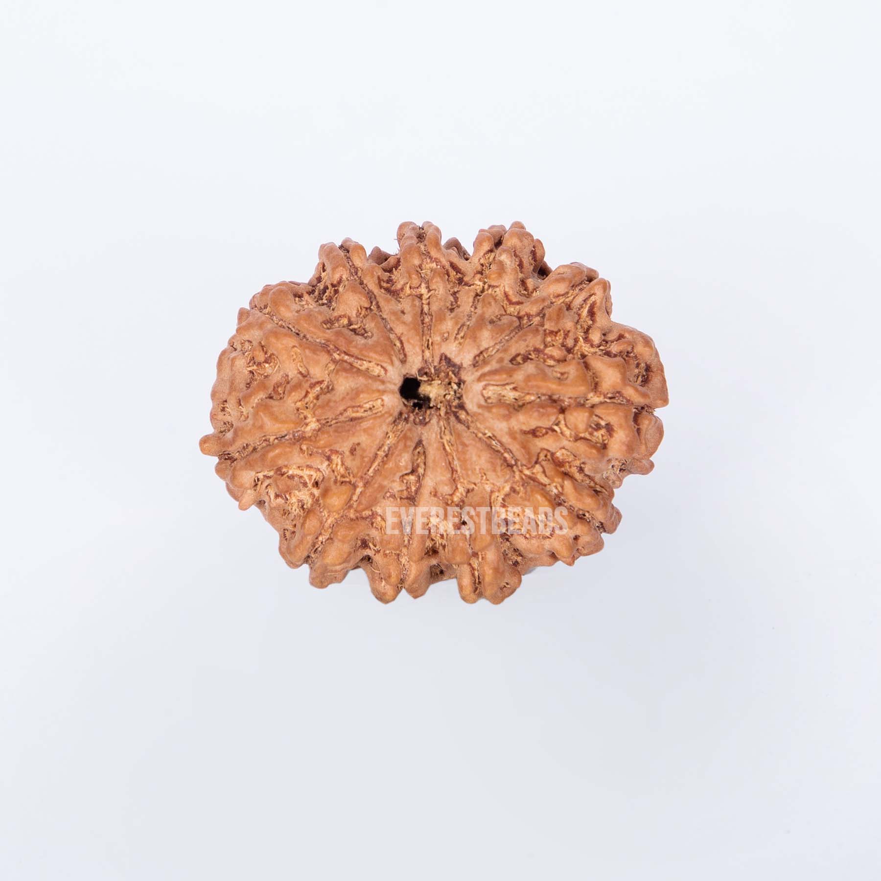 Eleven Mukhi Rudraksha