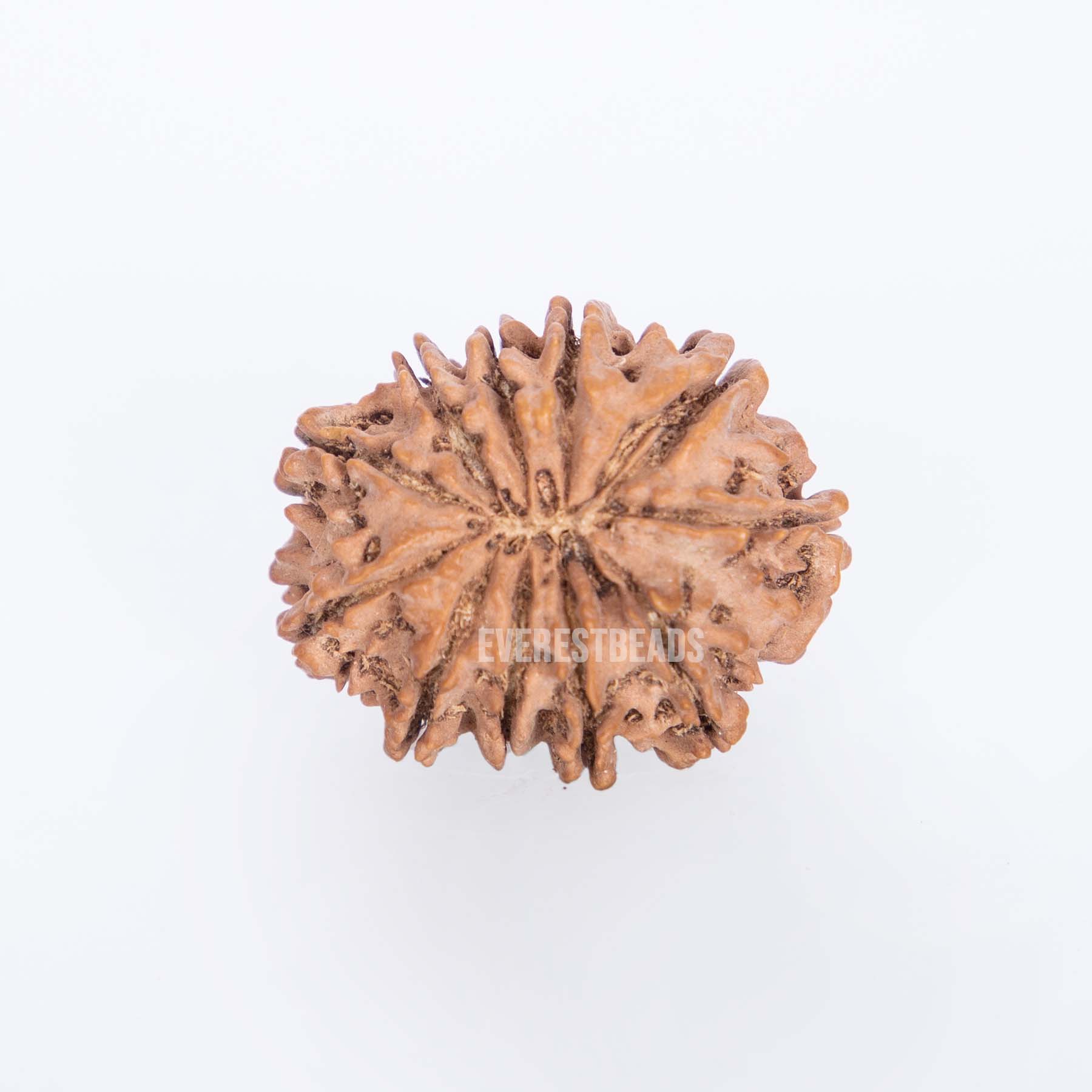 Eleven Mukhi Rudraksha