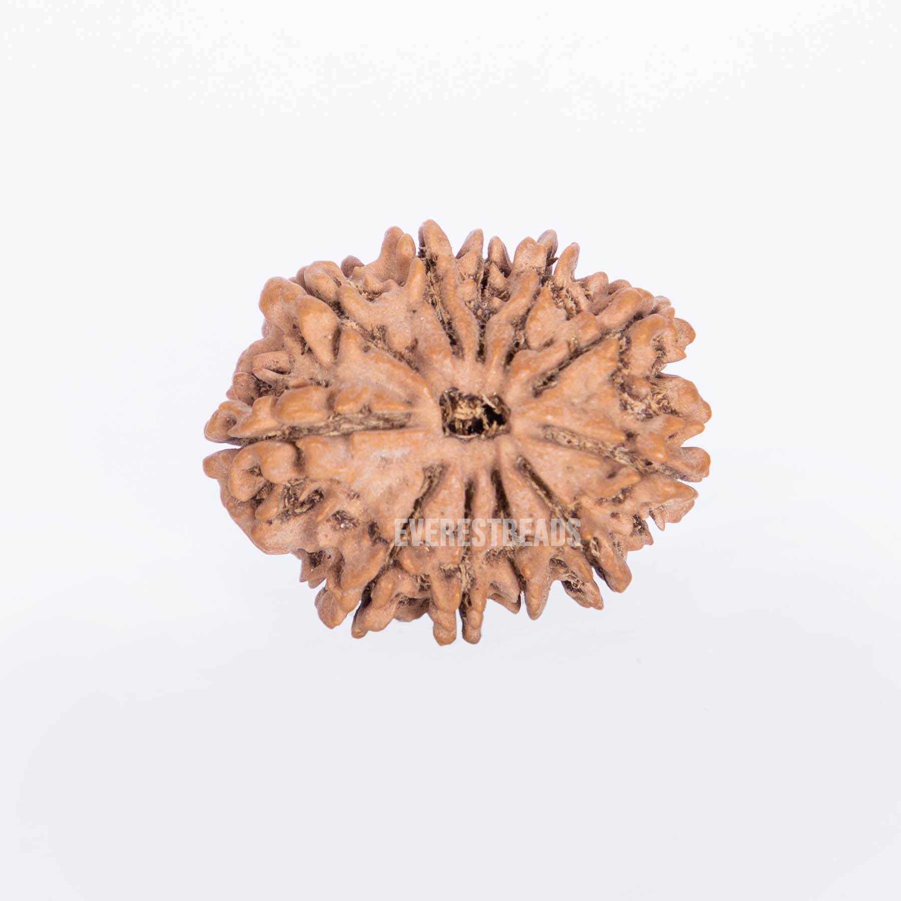 Eleven Mukhi Rudraksha Everest Beads