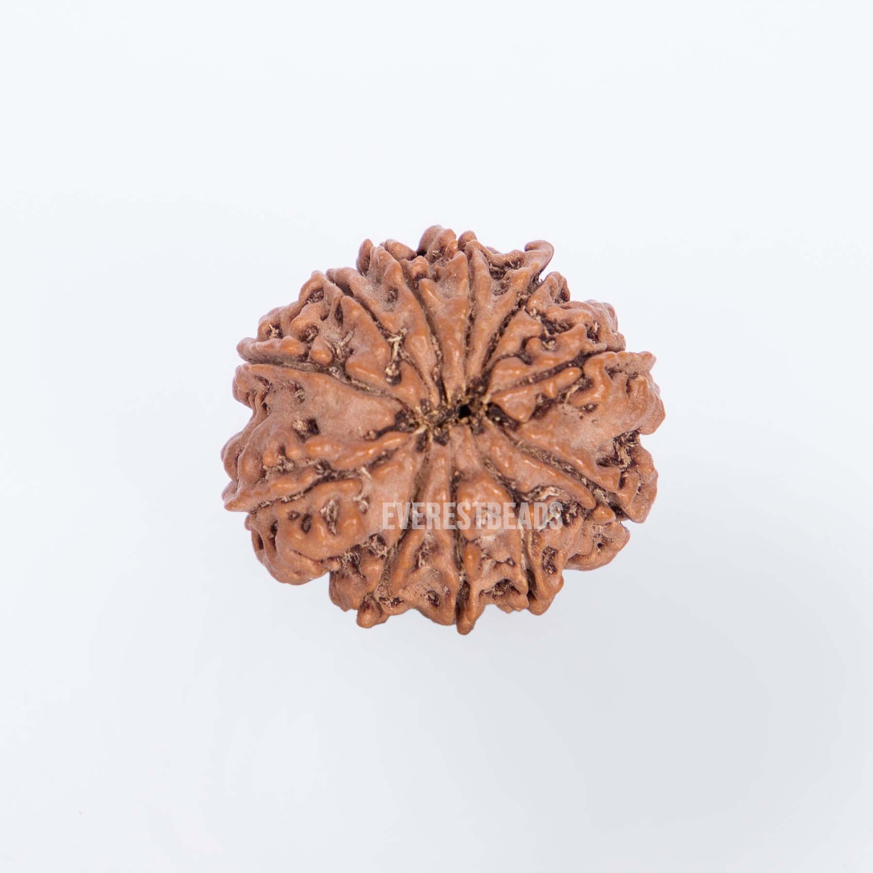 Eleven Mukhi Rudraksha