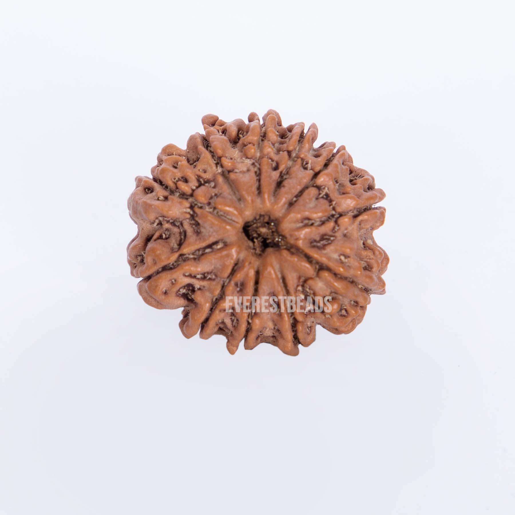 Eleven Mukhi Rudraksha Everest Beads