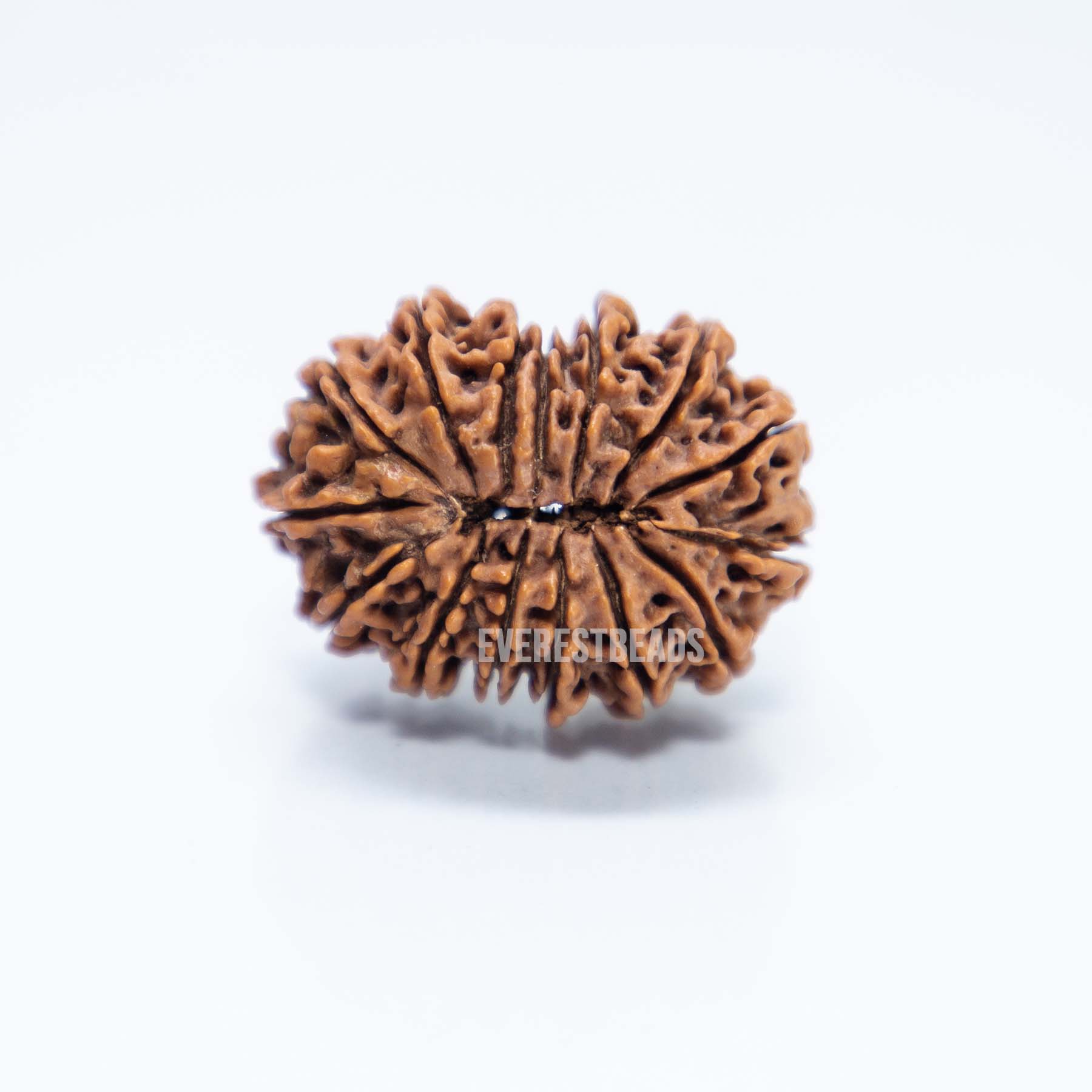 15 Mukhi Rudraksha