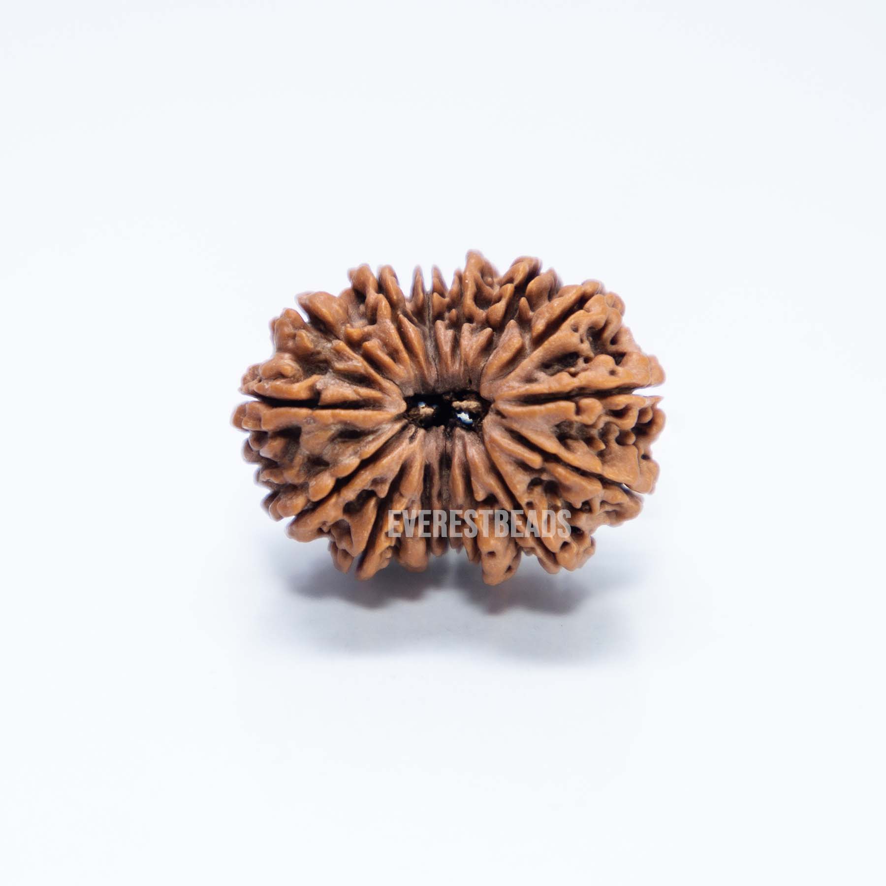 Fifteen Mukhi Rudraksha Everest Beads