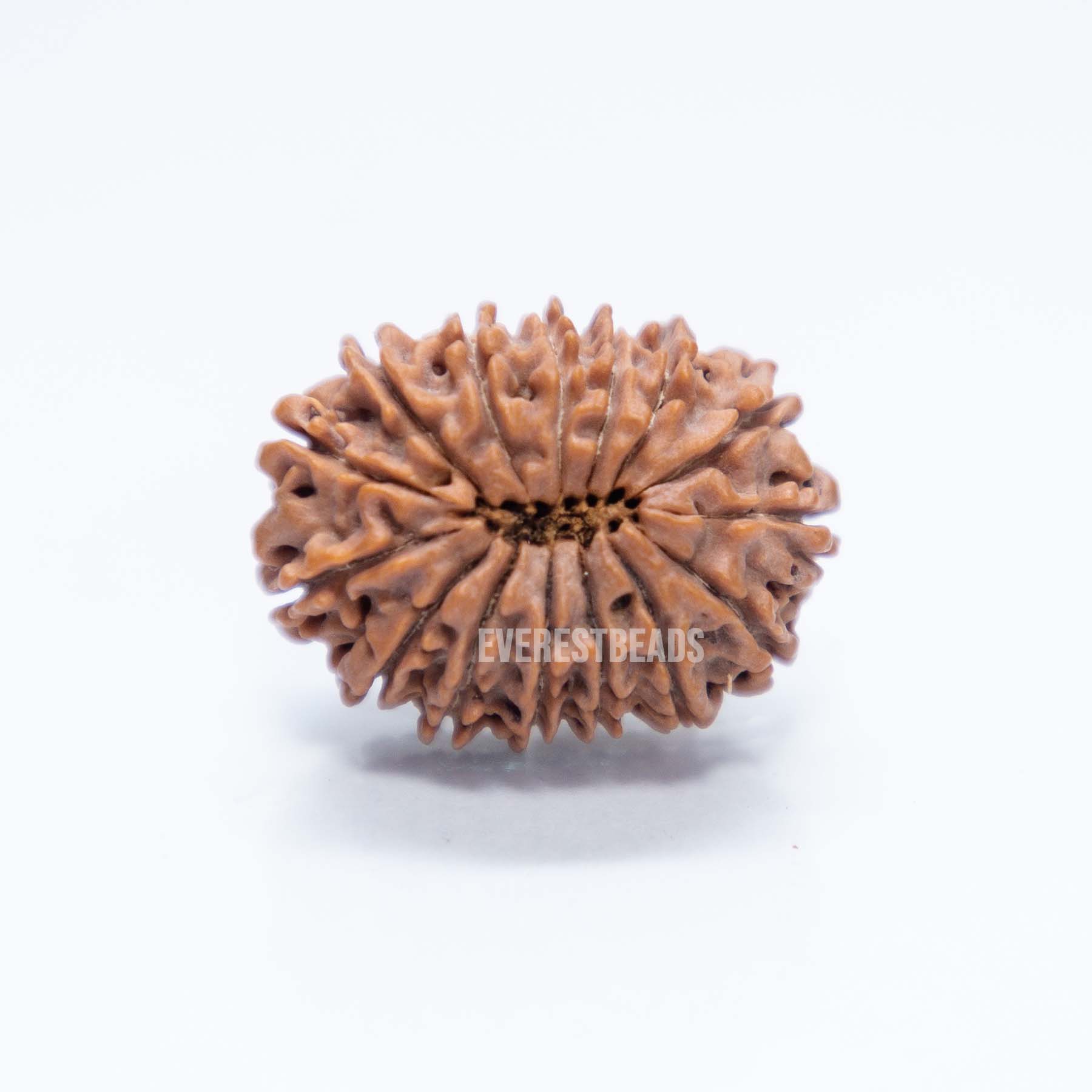 Fifteen Mukhi Rudraksha