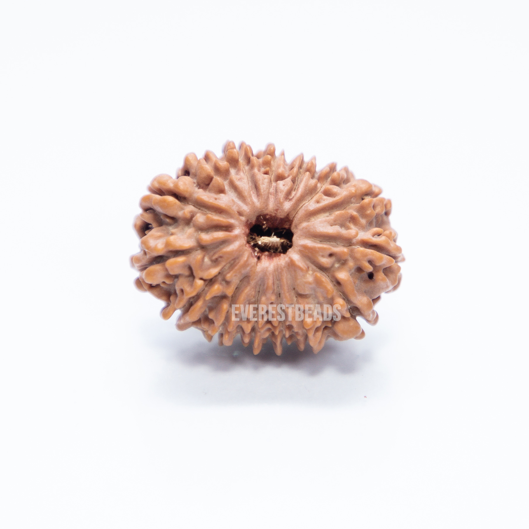 Fifteen Mukhi Rudraksha