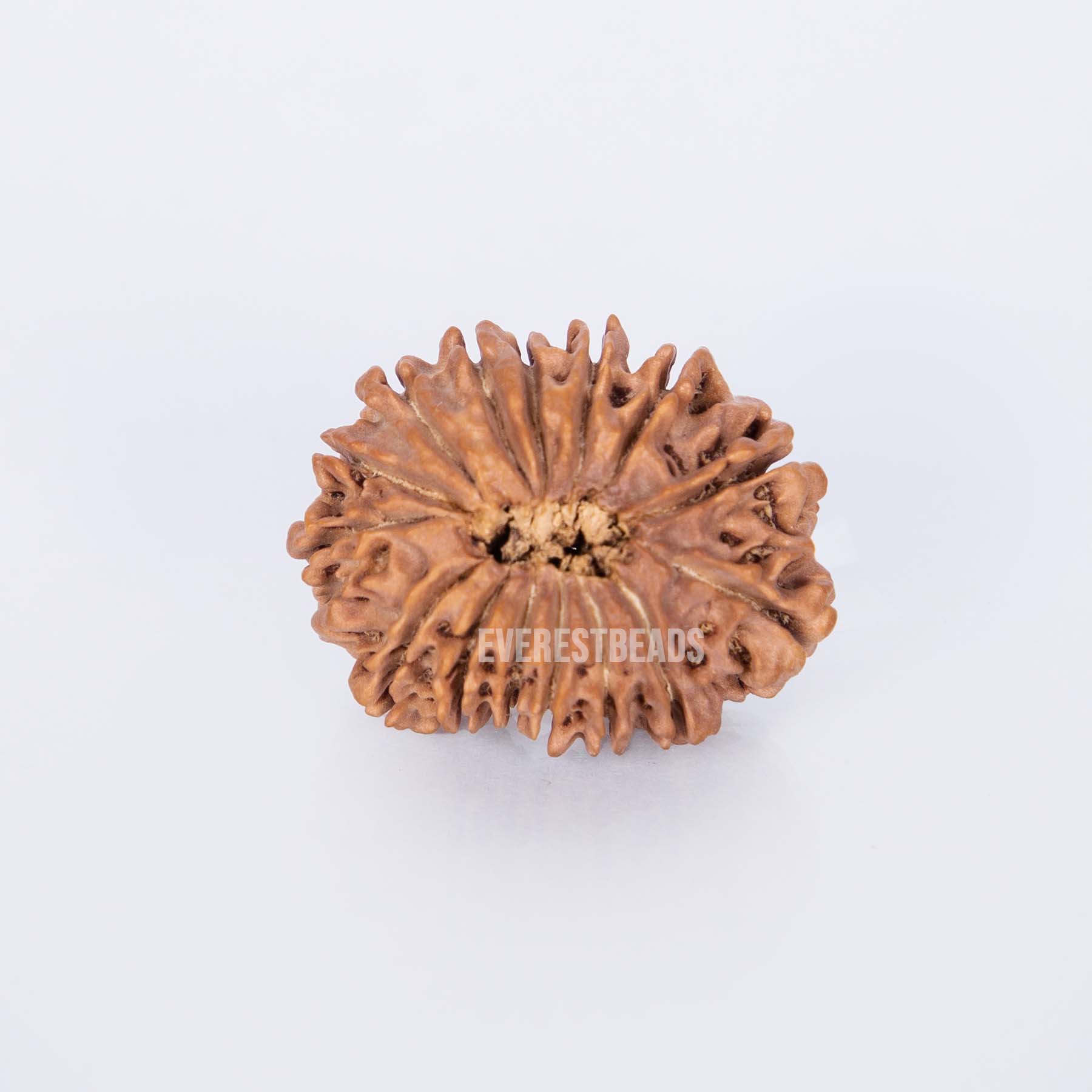 Fifteen Mukhi Rudraksha