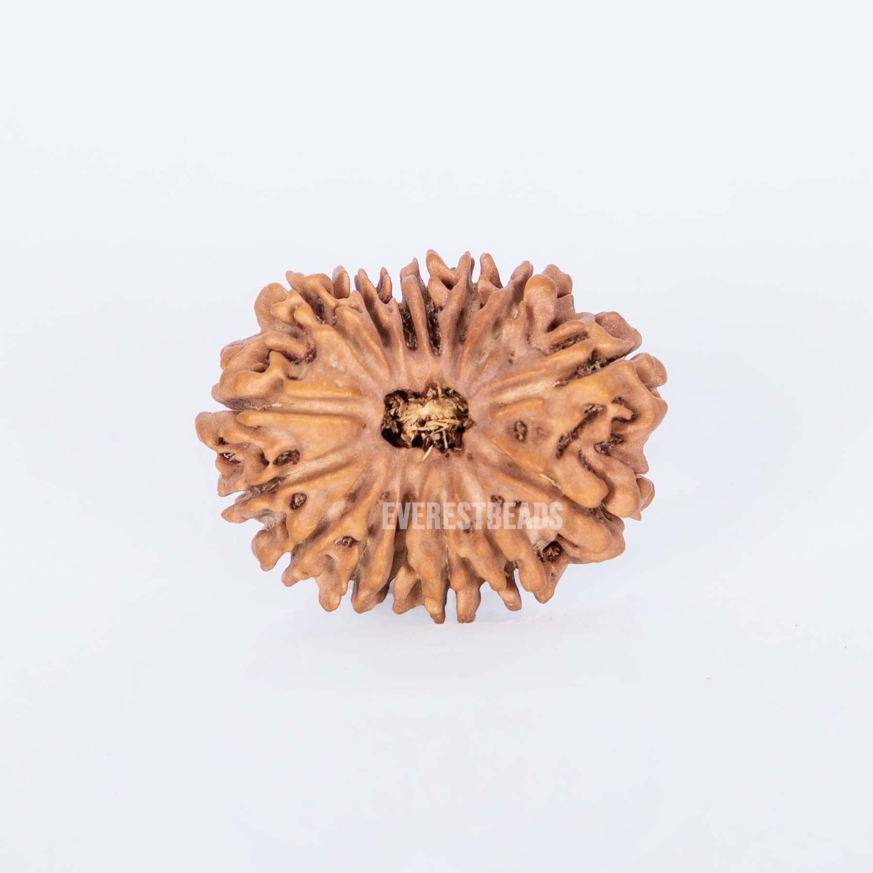 Fifteen Mukhi Rudraksha Everest Beads