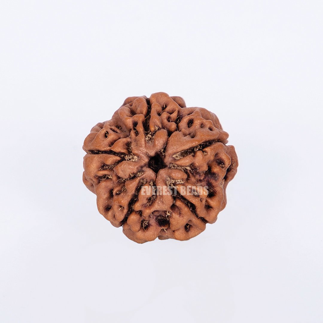 Five Mukhi Rudraksha Everest Beads