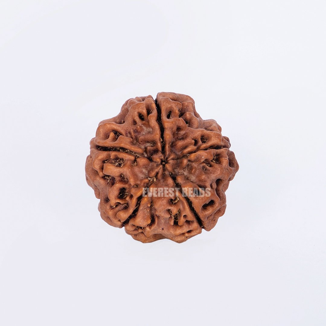 Five Mukhi Rudraksha