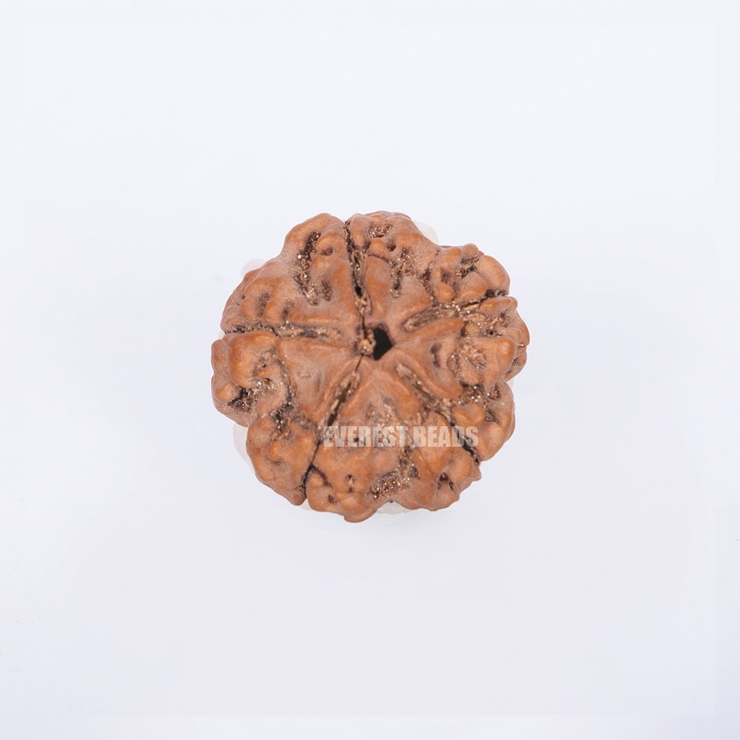 Five Mukhi Rudraksha Everest Beads