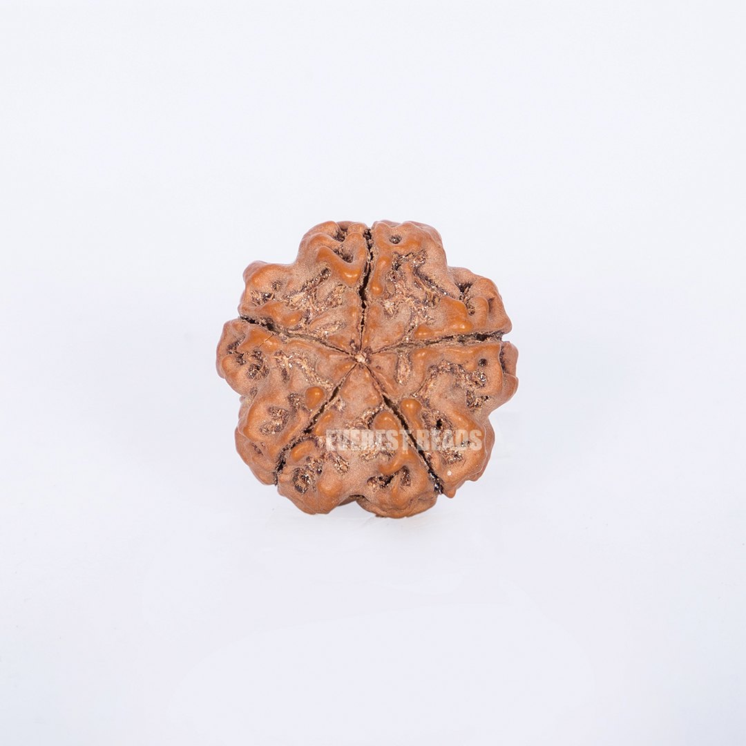 Five Mukhi Rudraksha