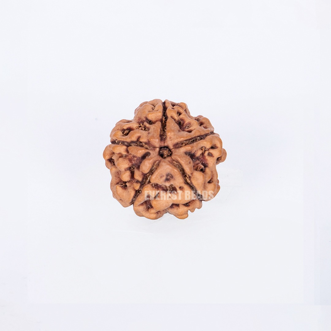 Five Mukhi Rudraksha Everest Beads