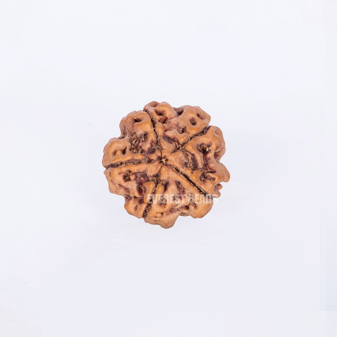 Five Mukhi Rudraksha