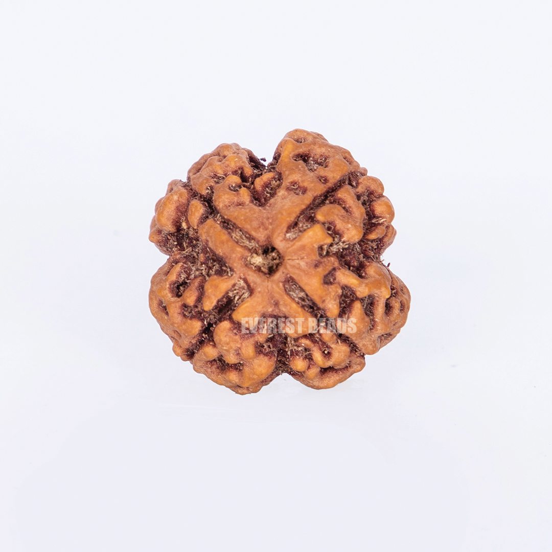 Four Mukhi Rudraksha Everest Beads