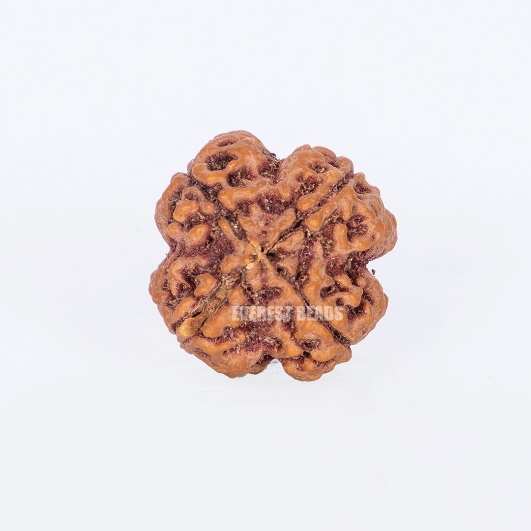 Four Mukhi Rudraksha