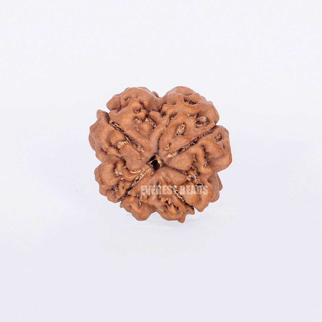 Four Mukhi Rudraksha