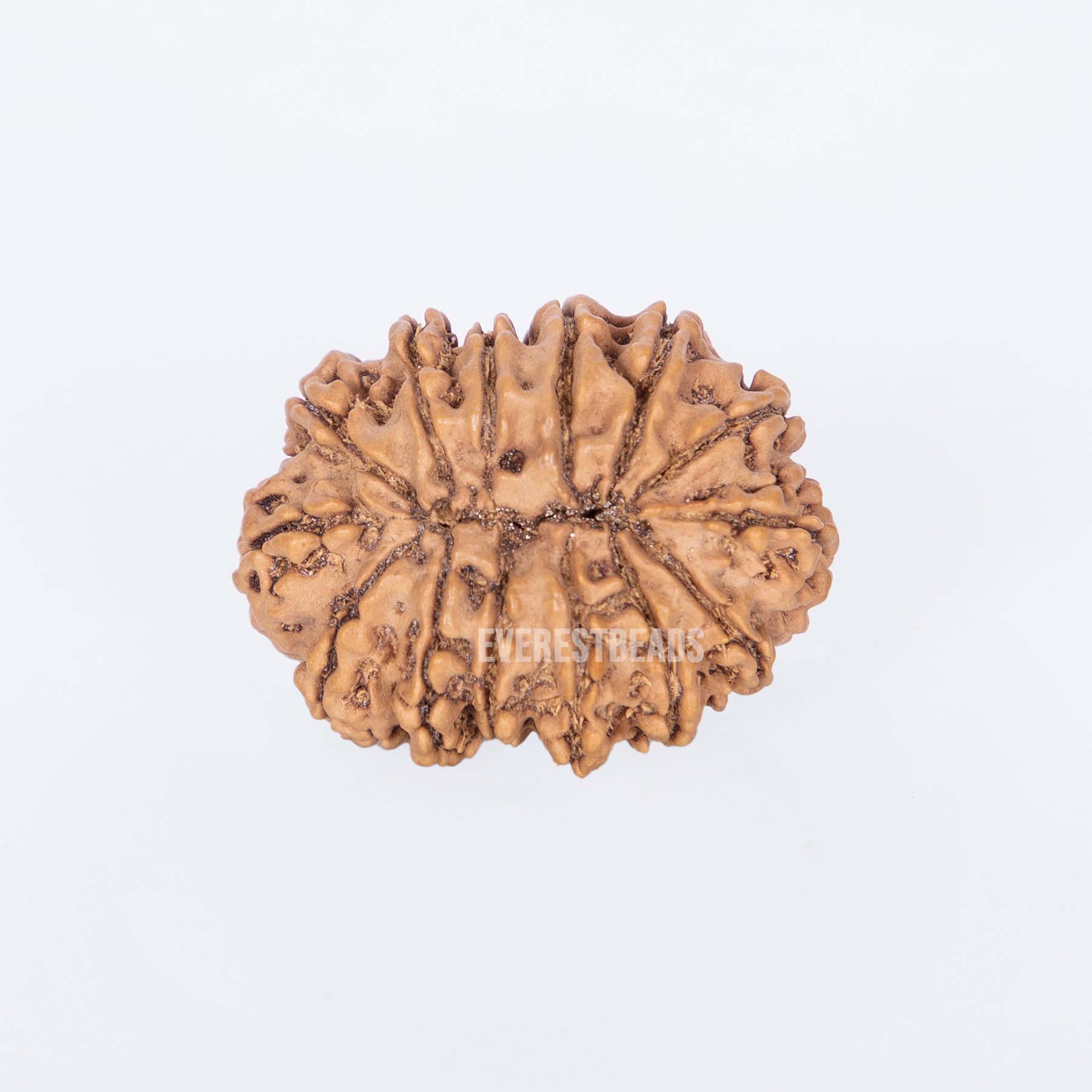 14 Mukhi Rudraksha