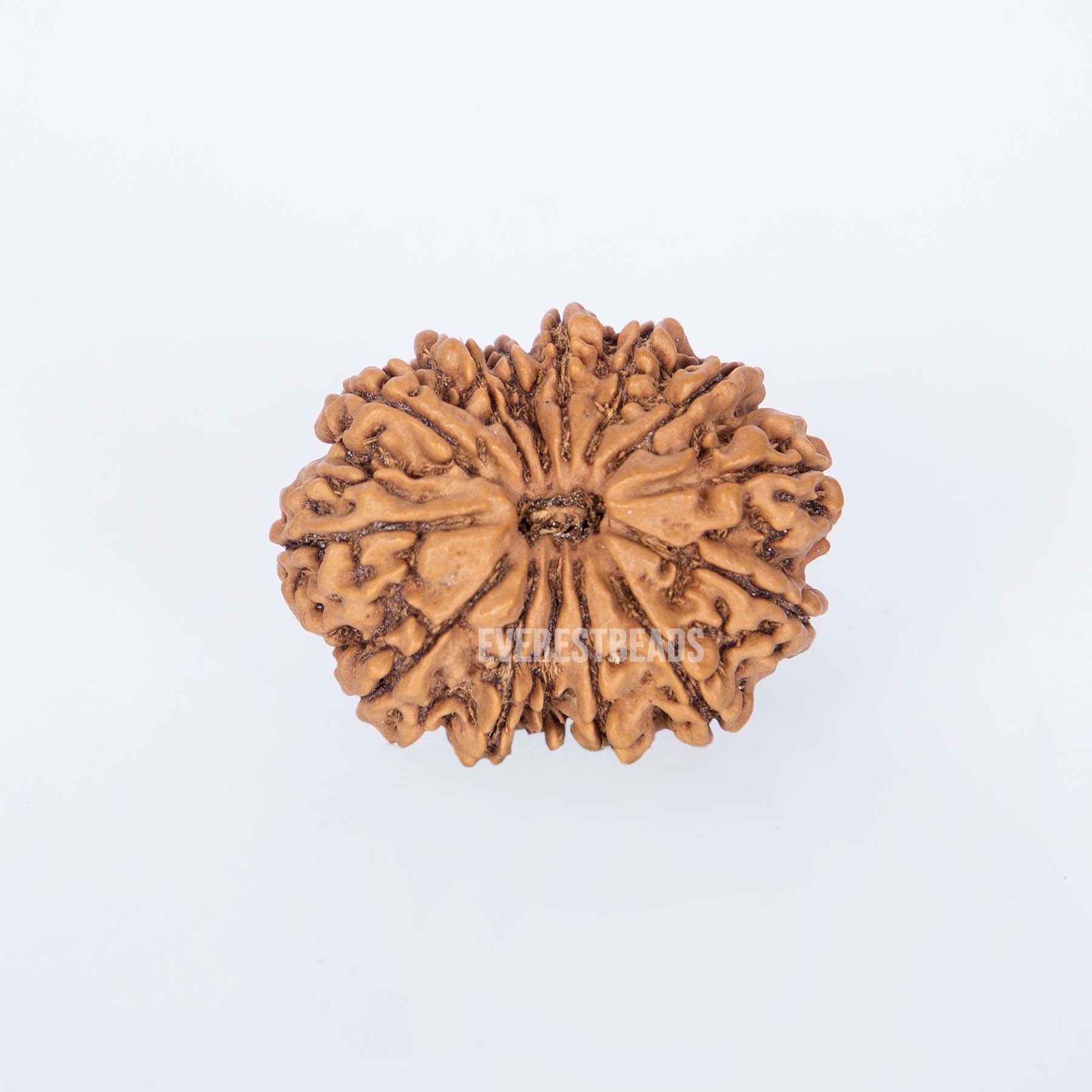 Fourteen Mukhi Rudraksha Everest Beads