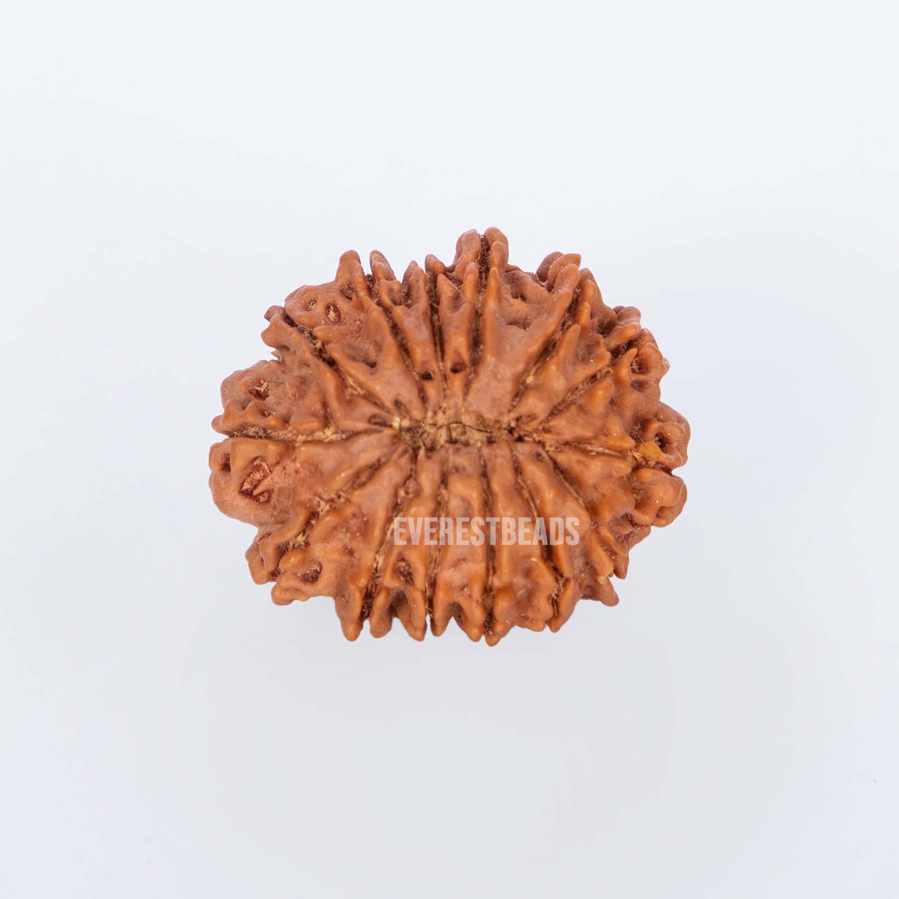 14 Mukhi Rudraksha