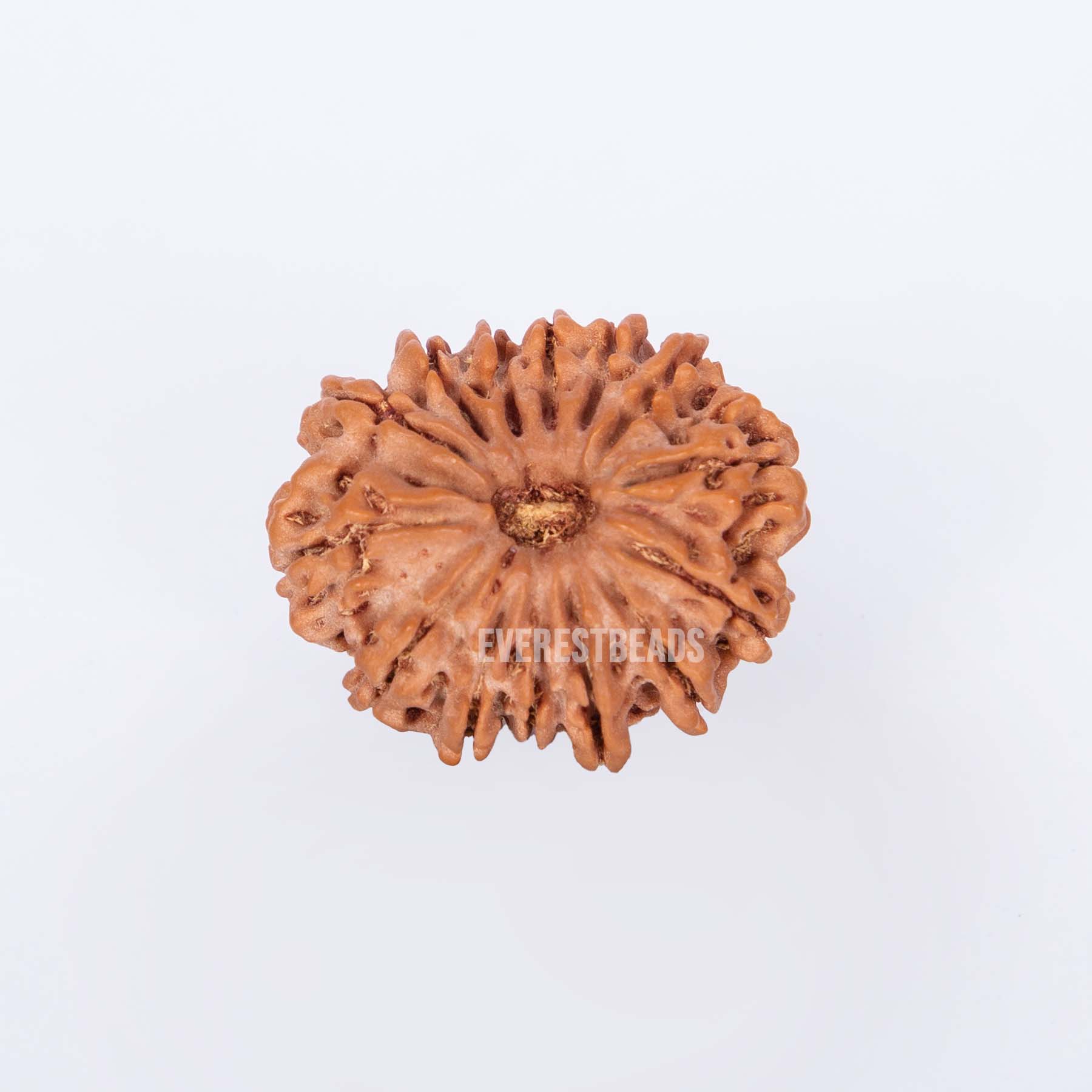 Fourteen Mukhi Rudraksha Everest Beads