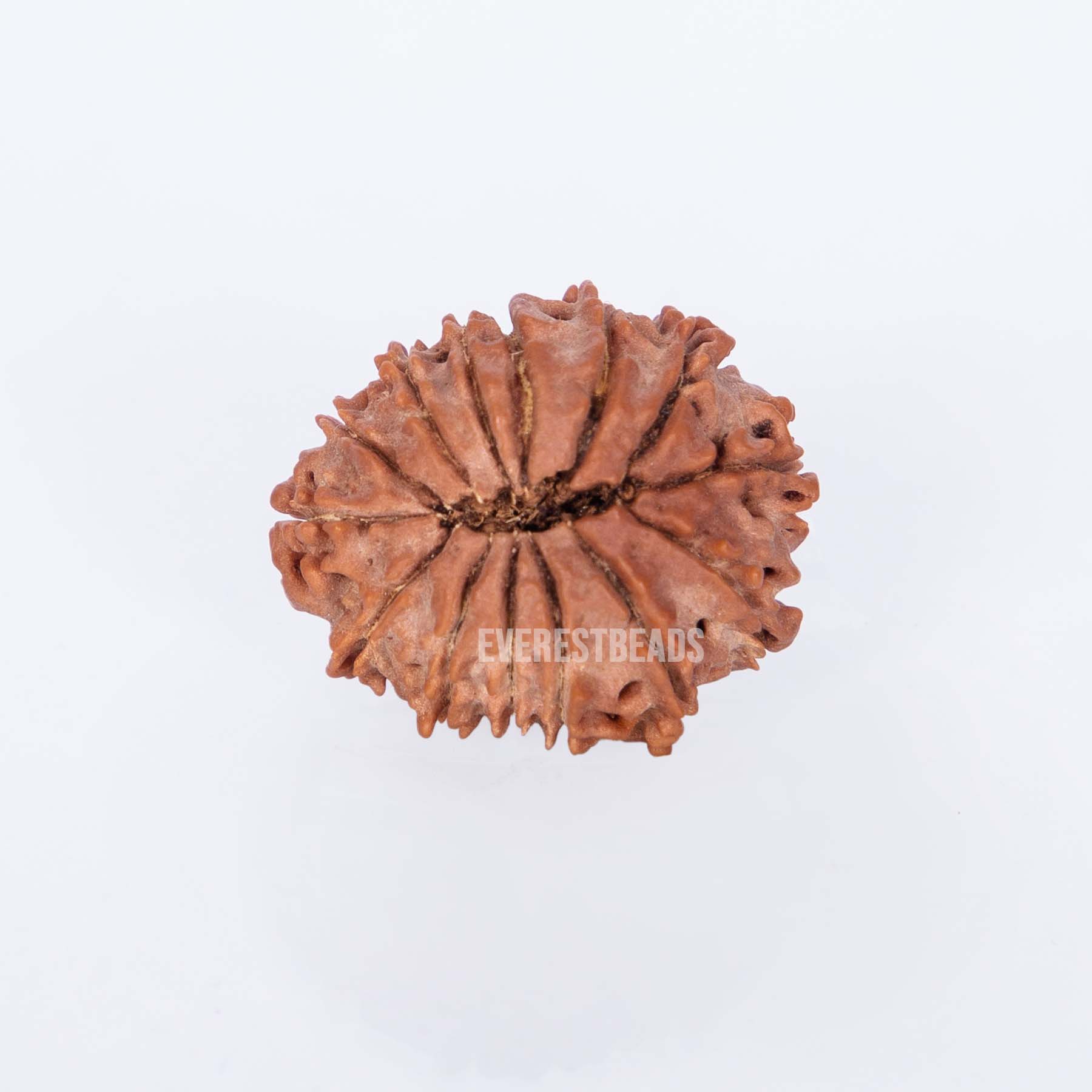 Fourteen Mukhi Rudraksha