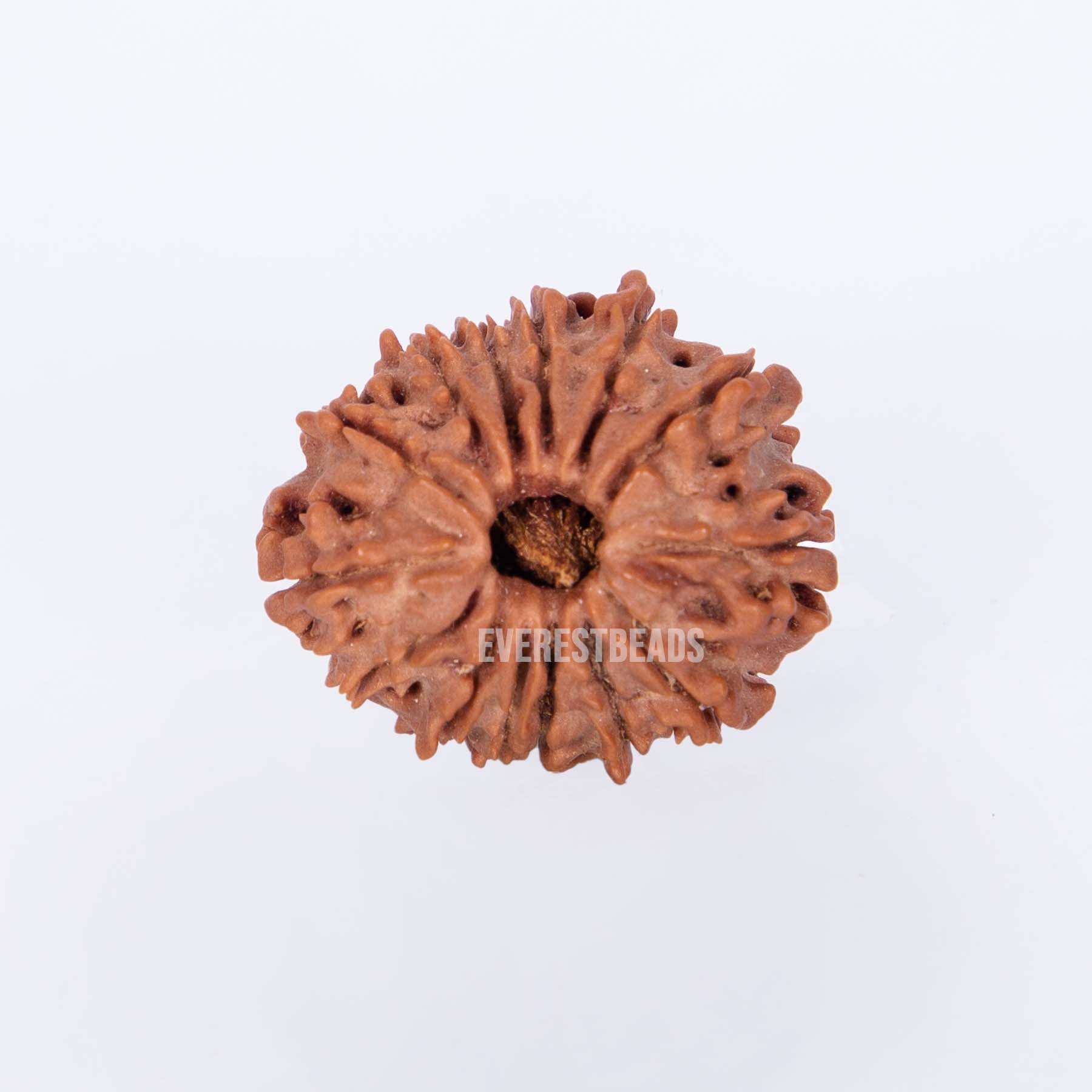 Fourteen Mukhi Rudraksha Everest Beads