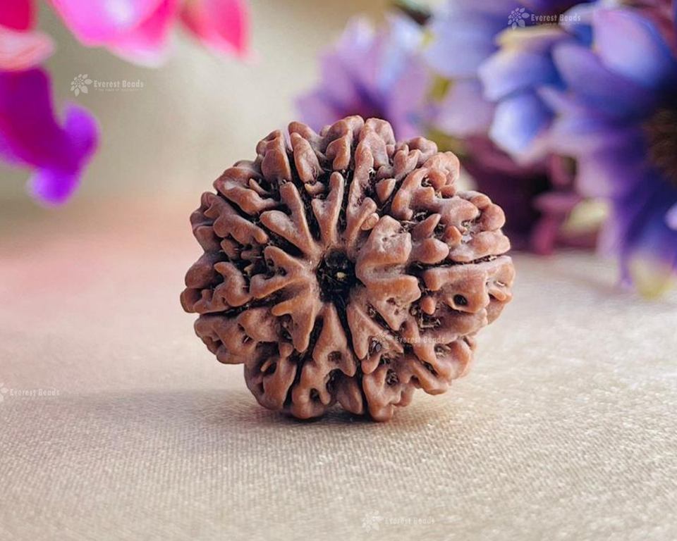 Nine Mukhi Rudraksha