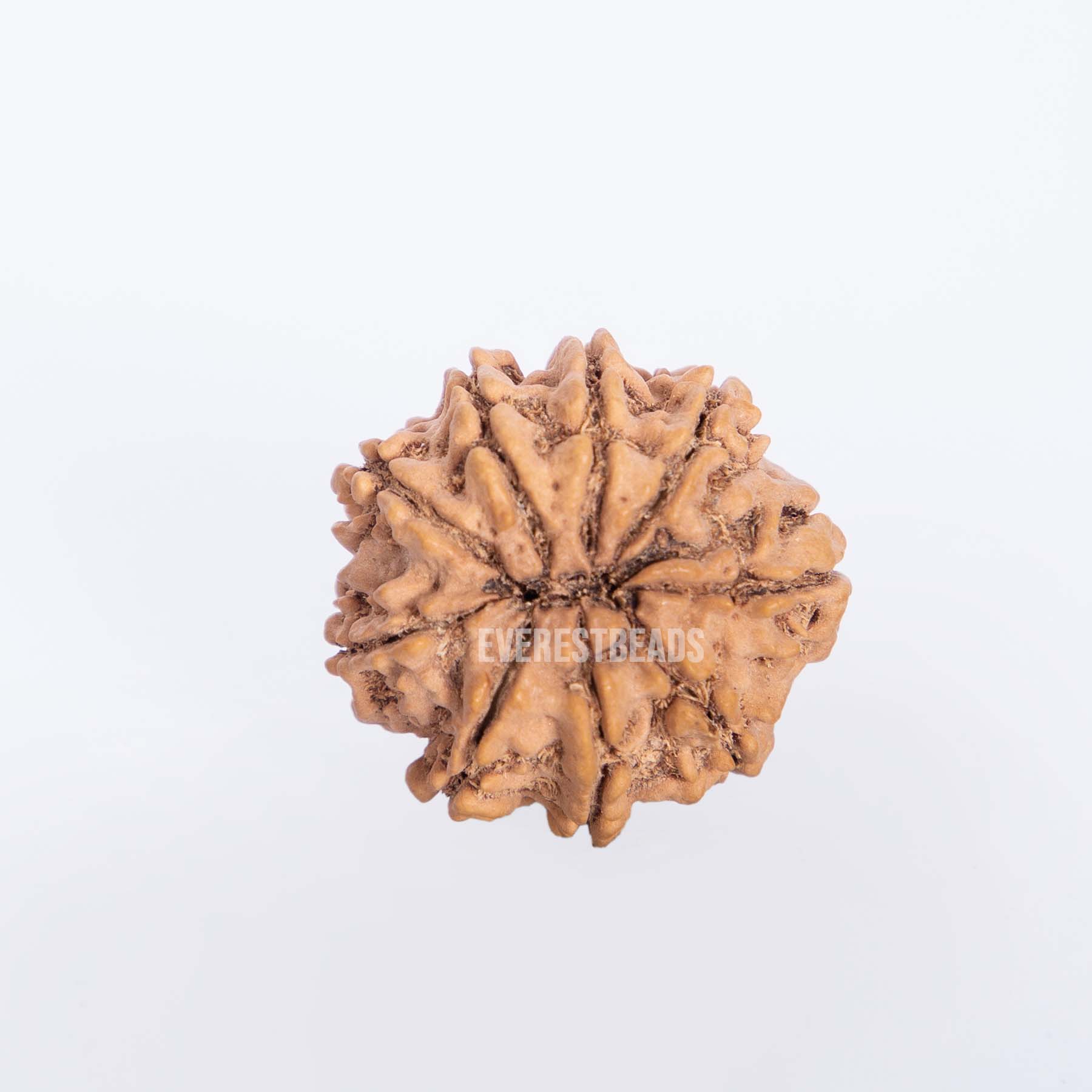 Nine Mukhi Rudraksha