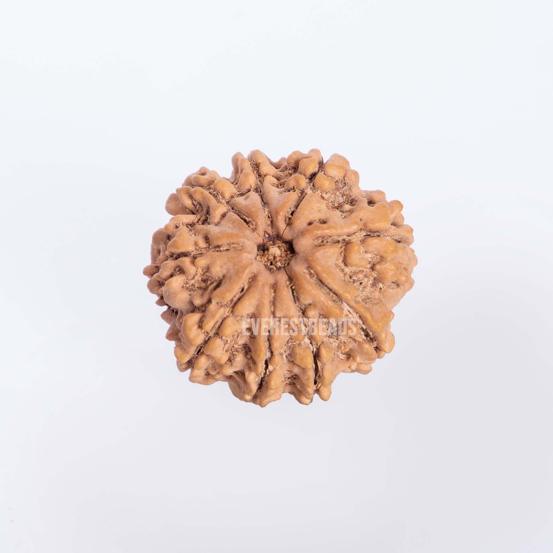 Nine Mukhi Rudraksha Everest Beads