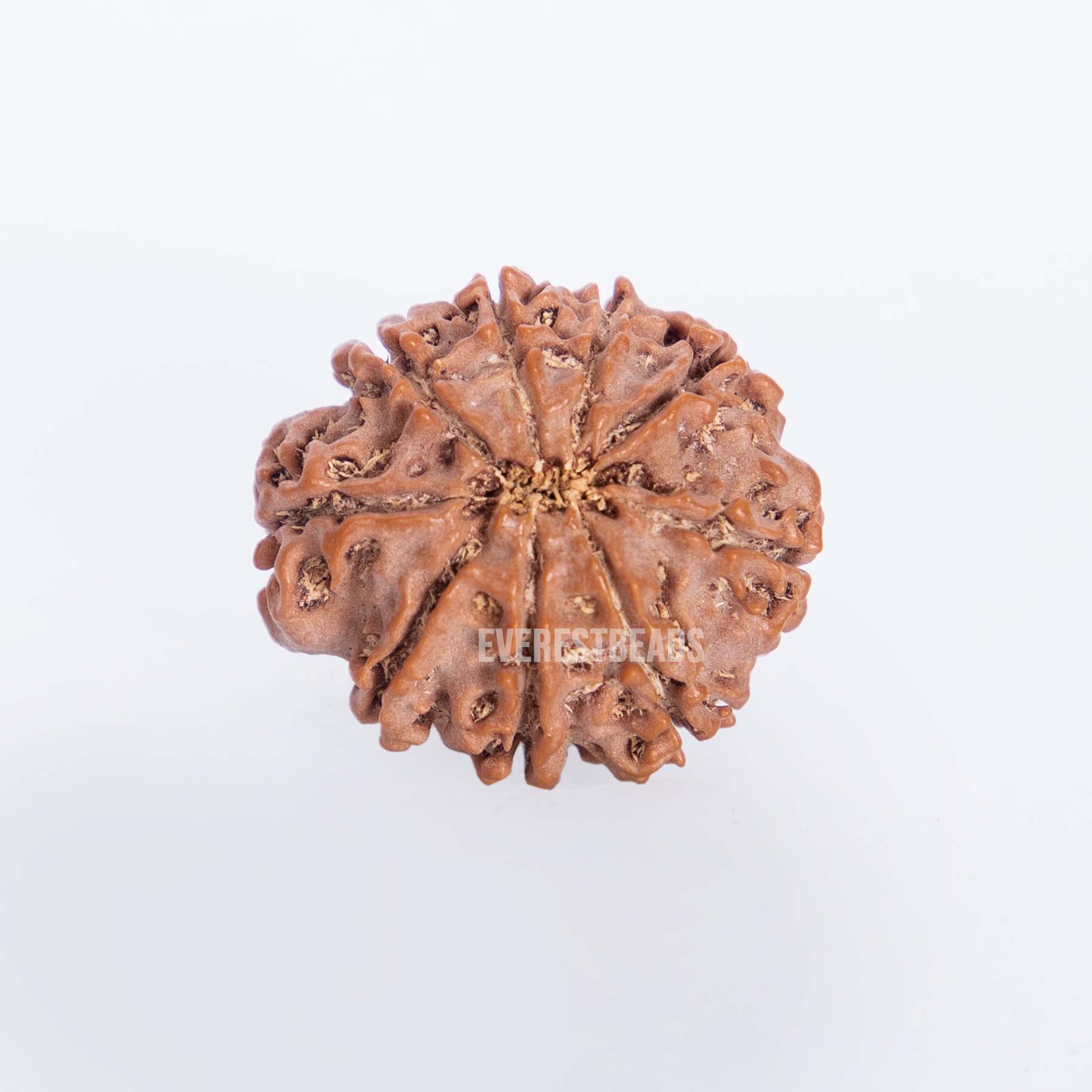 Nine Mukhi Rudraksha