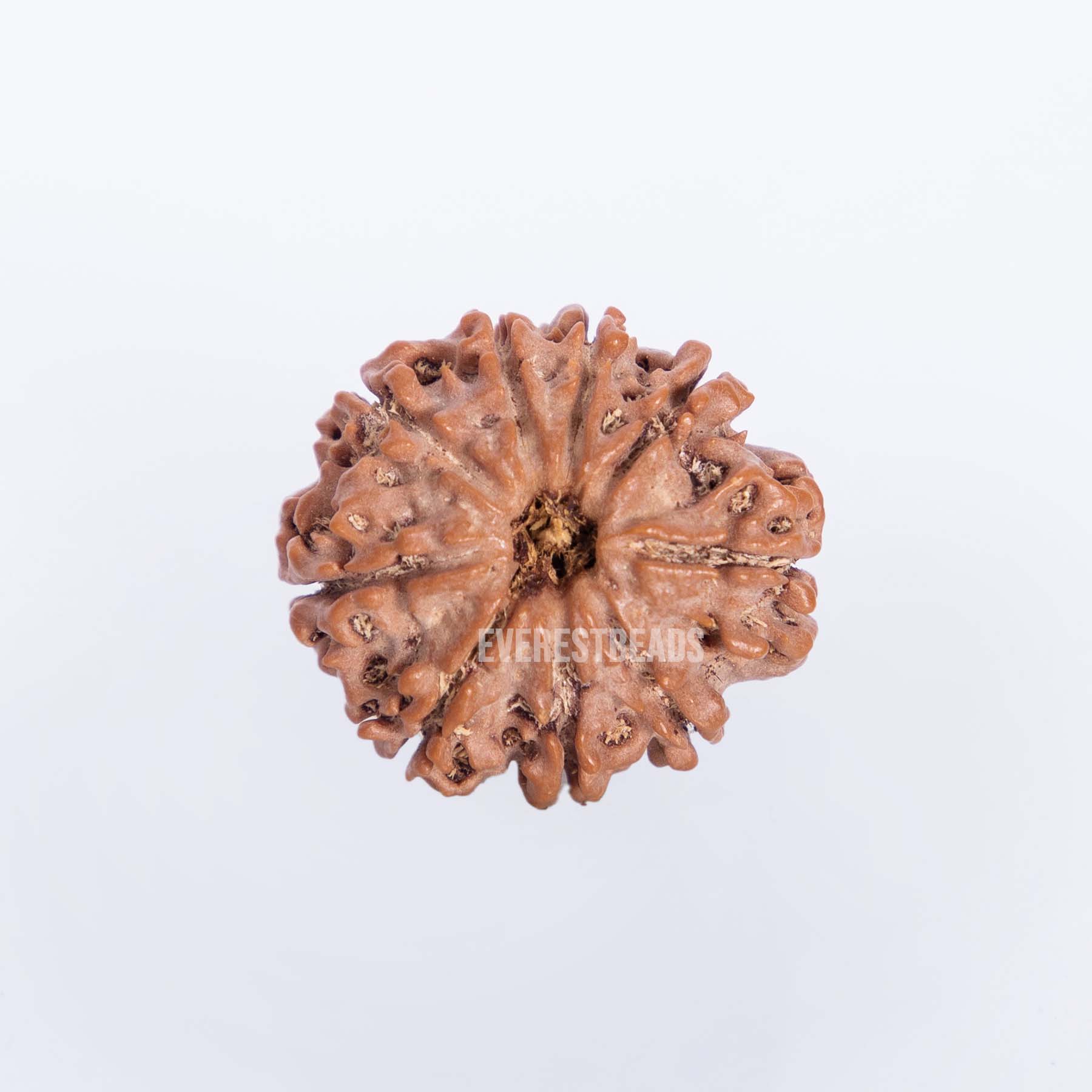 Nine Mukhi Rudraksha Everest Beads