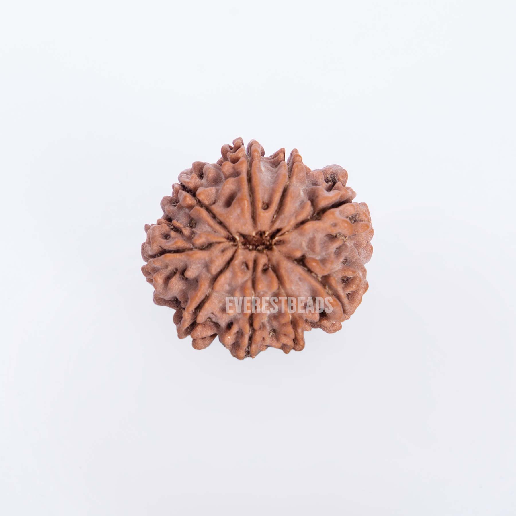 Nine Mukhi Rudraksha