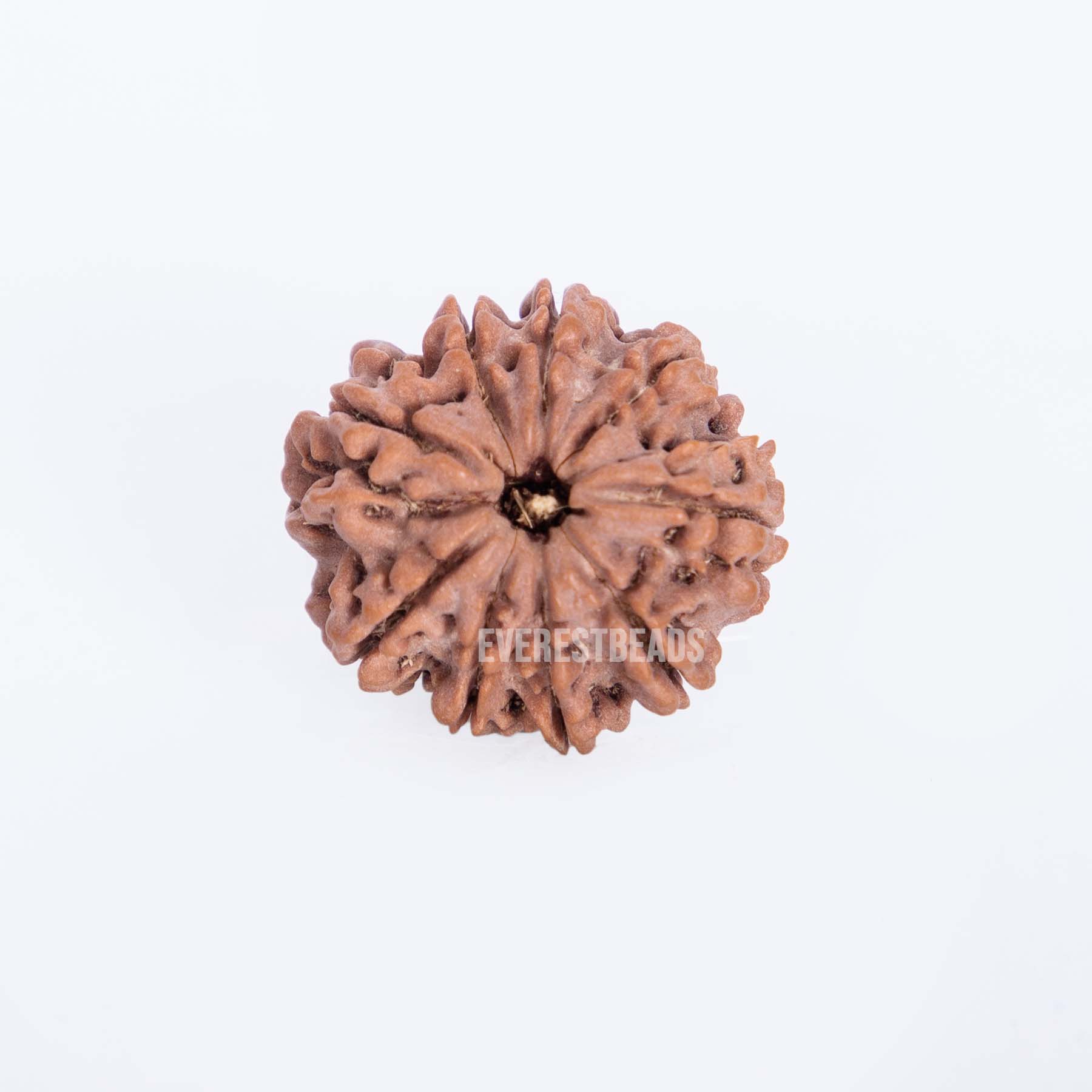 Nine Mukhi Rudraksha Everest Beads