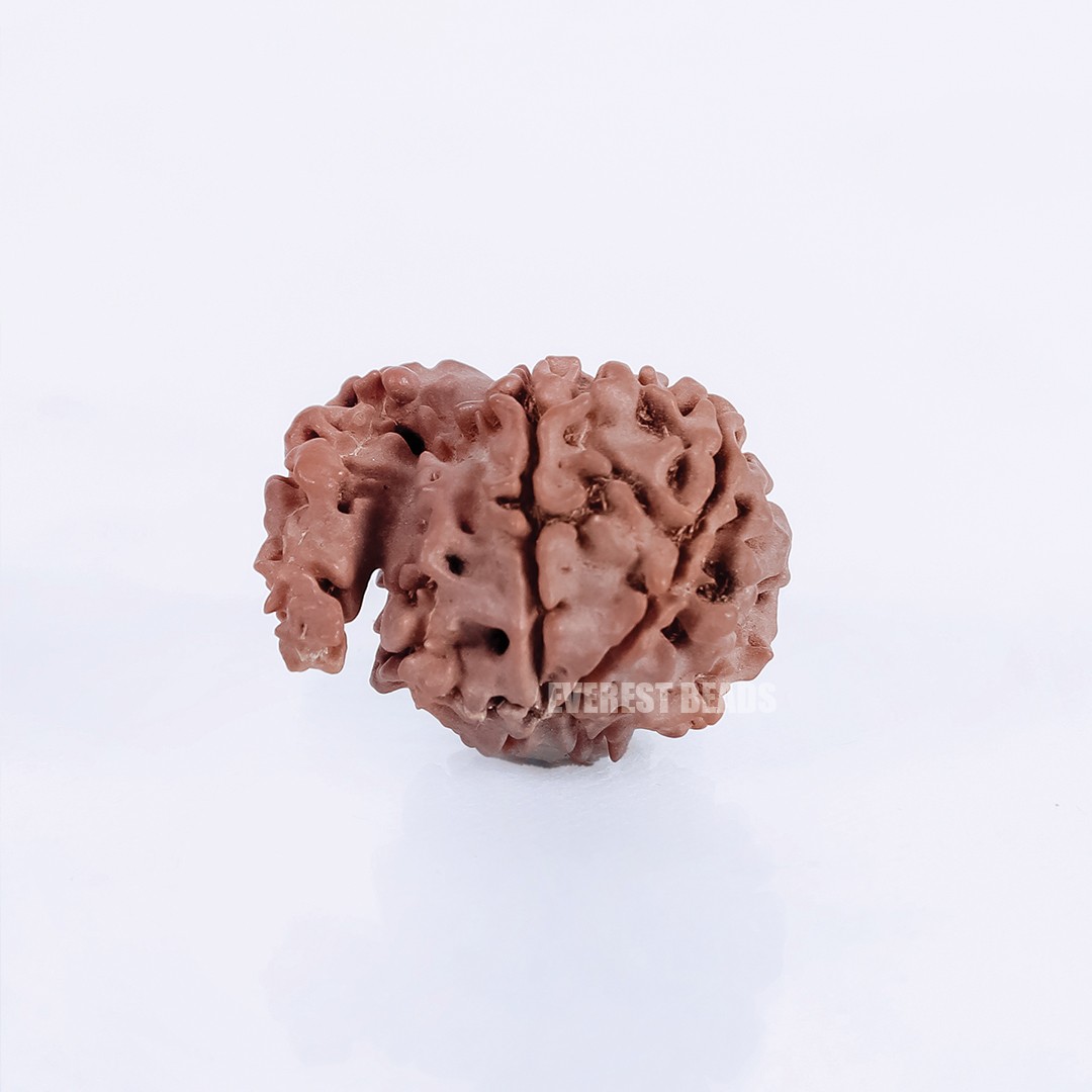 One Mukhi  Sawar Rudraksha