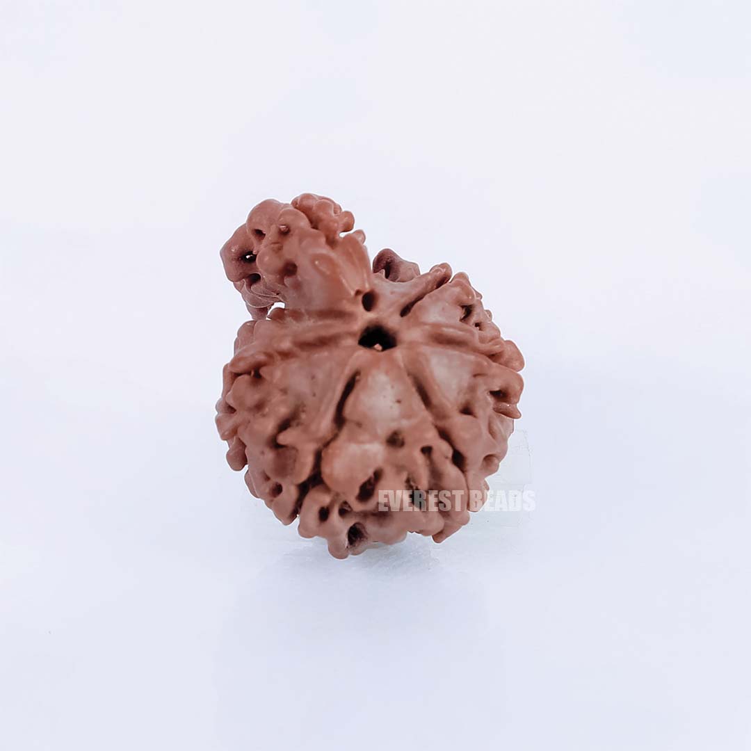 one mukhi sawar Rudraksha