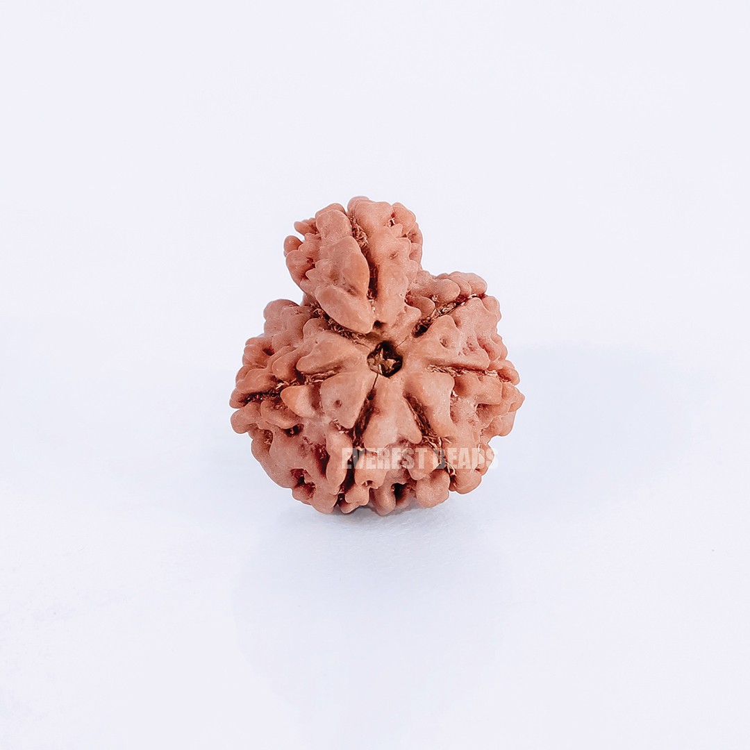 One Mukhi  Sawar Rudraksha Everest Beads