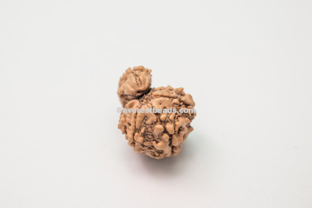 One mukhi Sawar