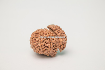 one mukhi sawar Rudraksha