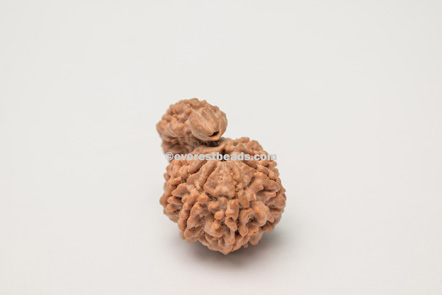 One Mukhi  Sawar Rudraksha