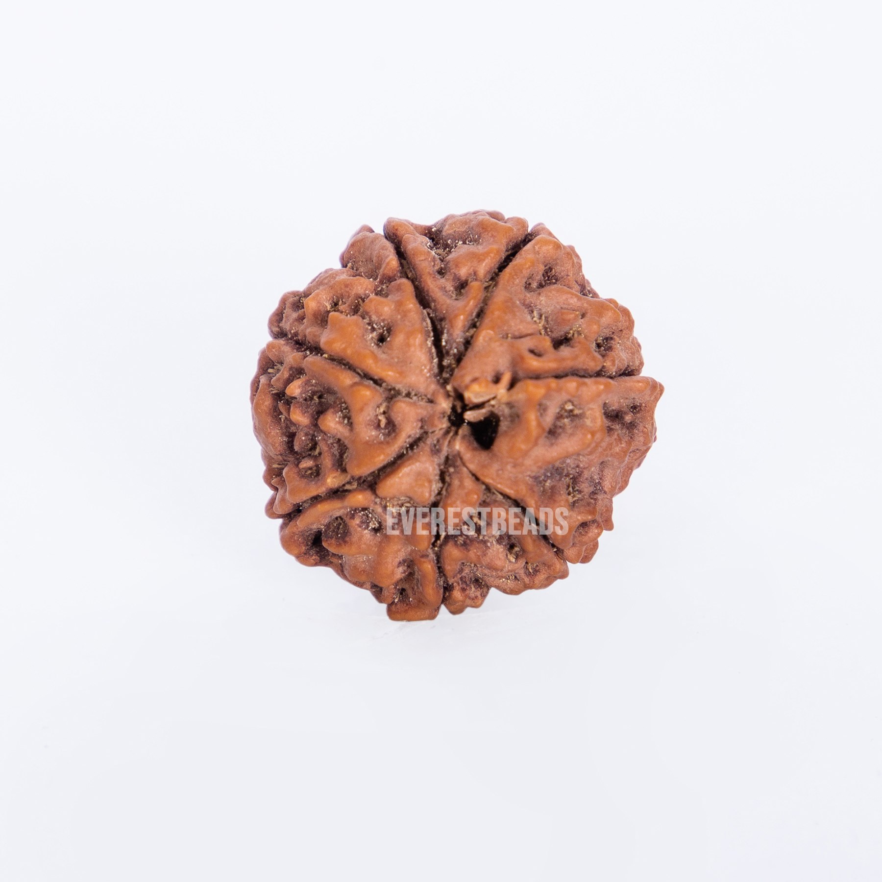 Seven Mukhi Rudraksha