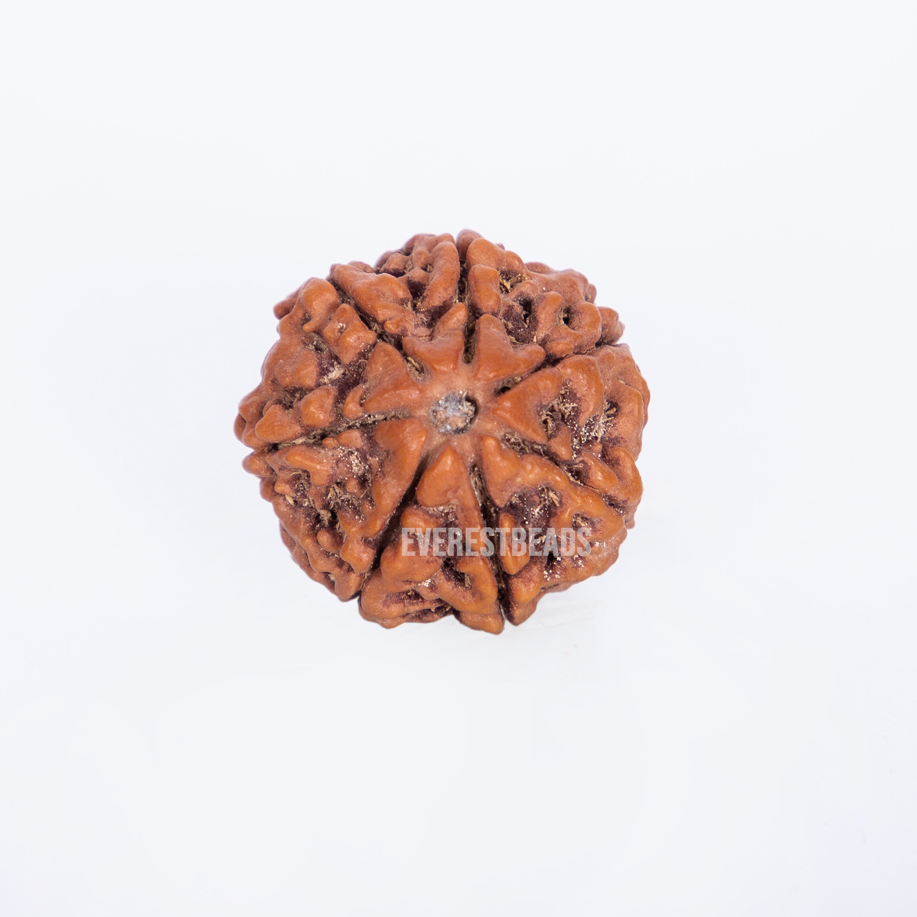 Seven Mukhi Rudraksha Everest Beads