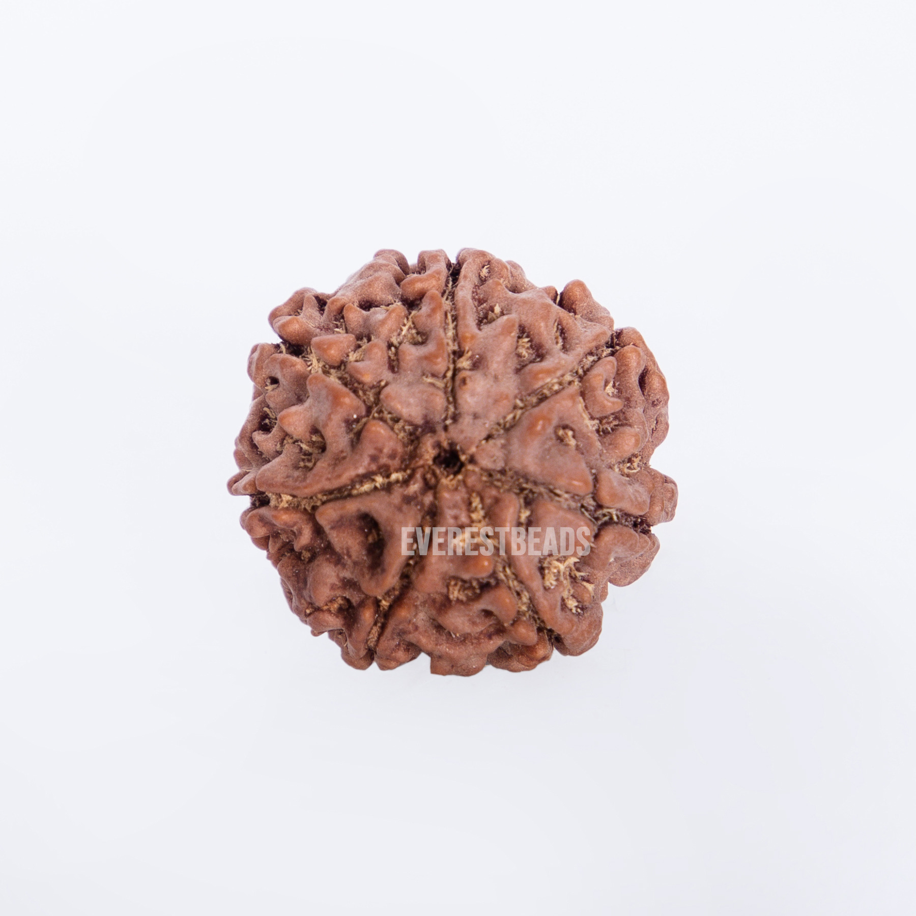 Seven Mukhi Rudraksha