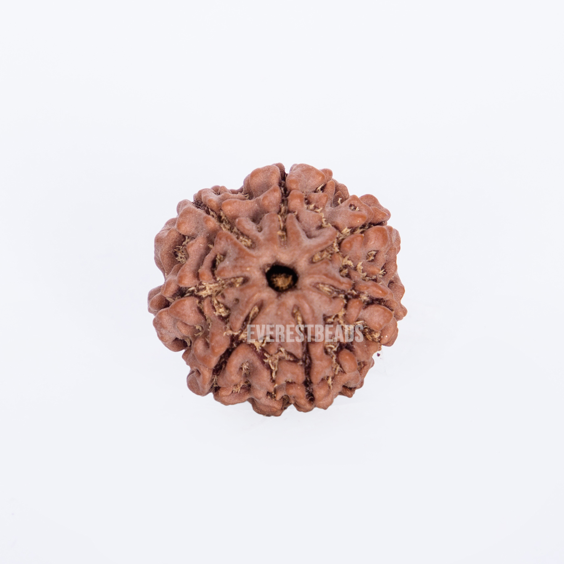 Seven Mukhi Rudraksha