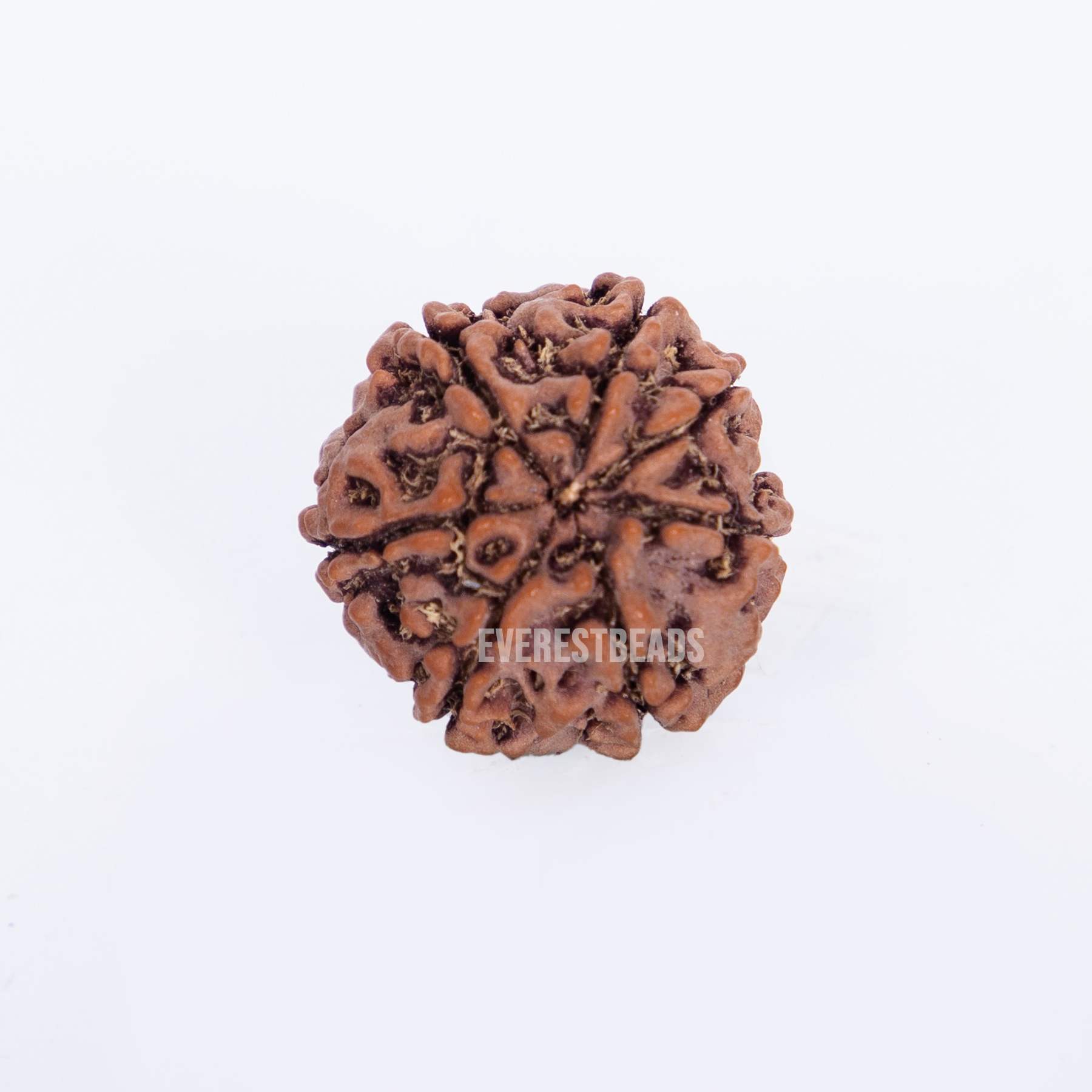 Seven Mukhi Rudraksha