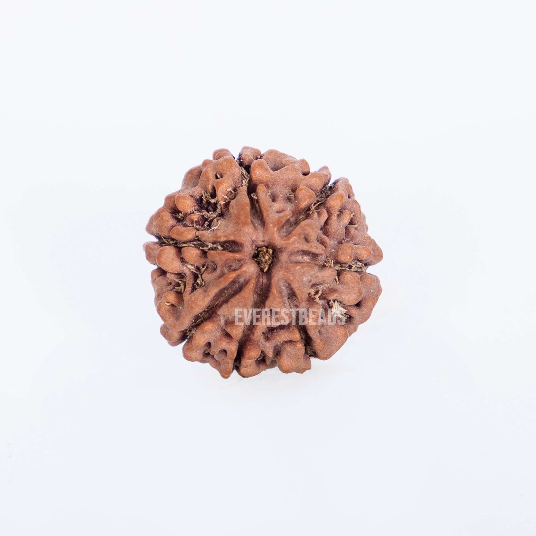 Seven Mukhi Rudraksha Everest Beads