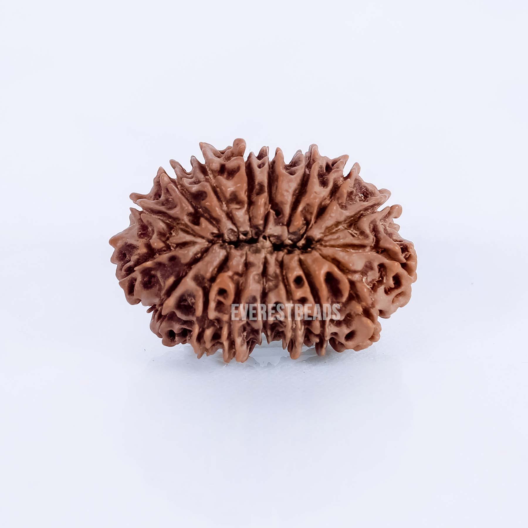 Seventeen Mukhi Rudraksha