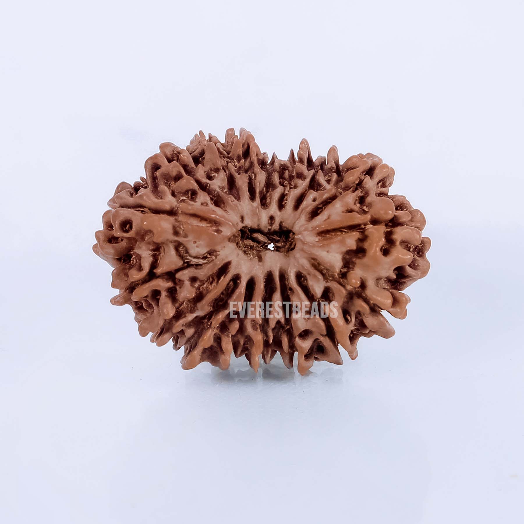 Seventeen Mukhi Rudraksha Everest Beads