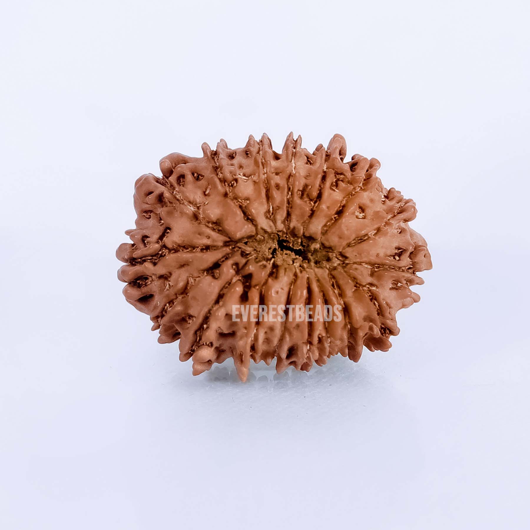 Seventeen Mukhi Rudraksha