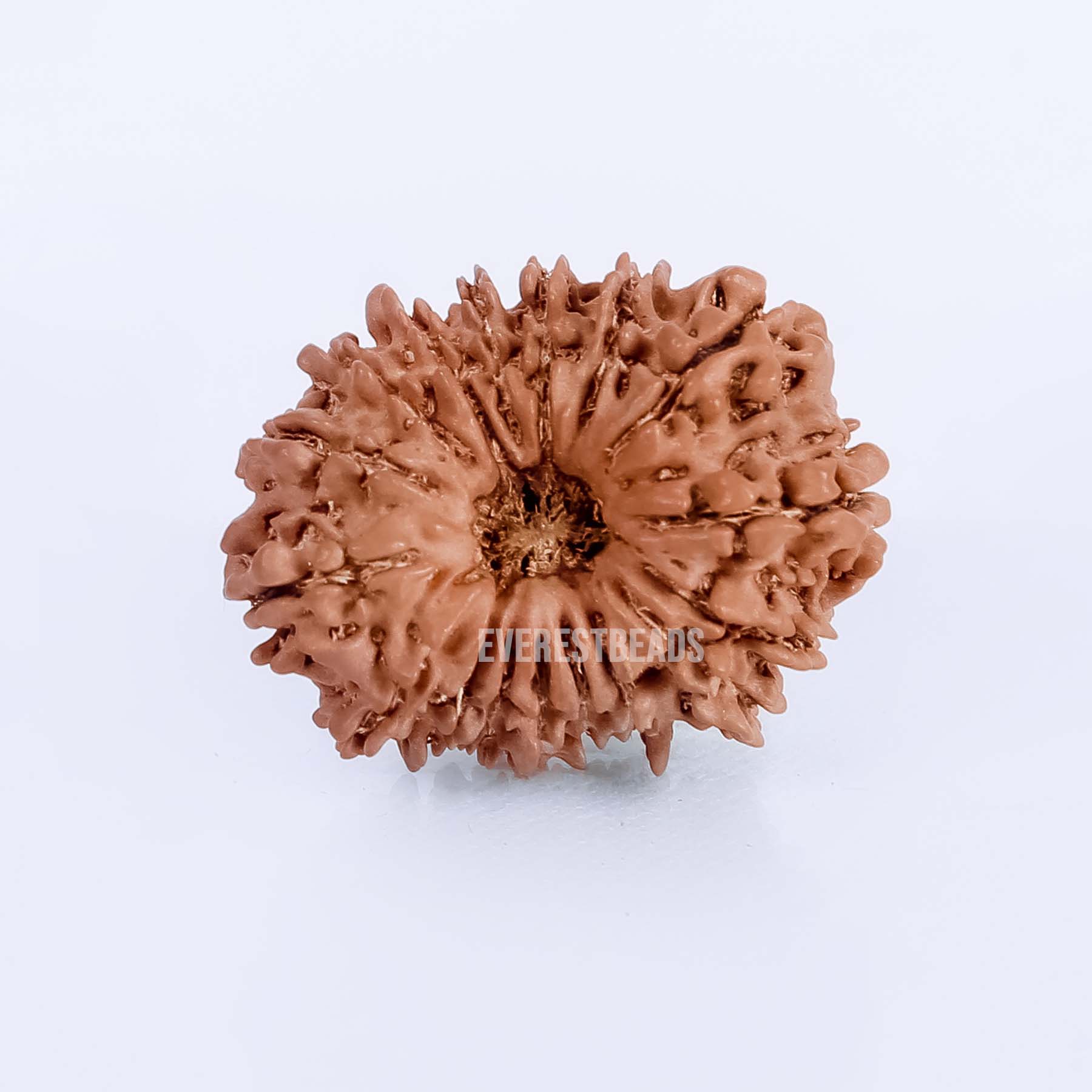 Seventeen Mukhi Rudraksha Everest Beads